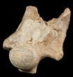 Mosasaur (Platecarpus) Dorsal Vertebra - Kansas #48770-1